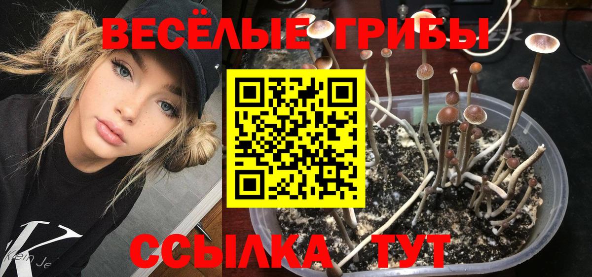 Галлюциногенные грибы GOLDEN TEACHER Ставрополь