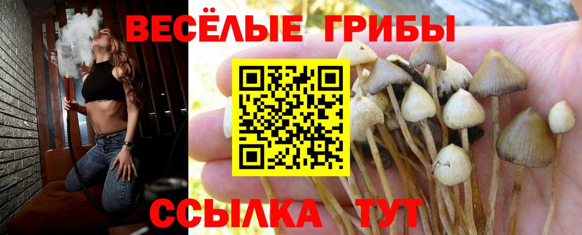 Ставрополь  Галлюциногенные грибы GOLDEN TEACHER  Галлюциногенные грибы Psilocybine cubensis  Вход с VPN 